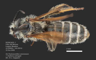 Andrena astragali, male, dorsal, DC16Jun22