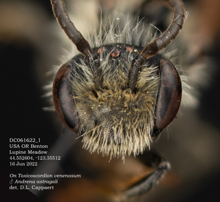 Andrena astragali, male, head, DC16Jun22