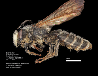 Andrena astragali, male, lateral, DC16Jun22