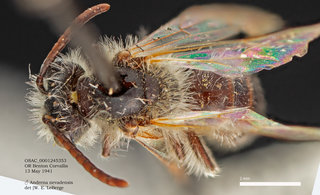 Andrena nevadensis, male, dorsal, OSAC