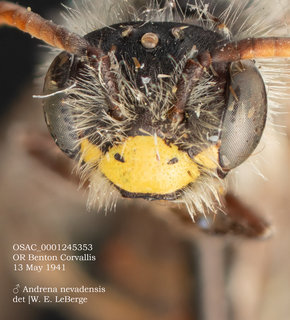 Andrena nevadensis, male, head, OSAC