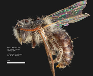Andrena nevadensis, male, lateral, OSAC