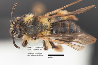 Andrena nigrihirta, female, dorsal, OSAC