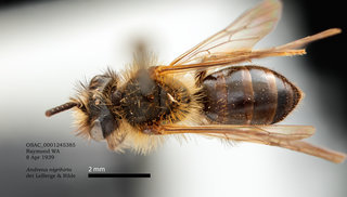 Andrena nigrihirta, male, dorsal, OSAC