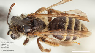 Andrena nubecula, female, dorsal.OSAC