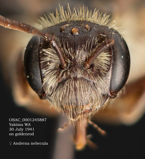 Andrena nubecula, female, head, OSAC