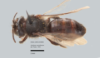 Andrena oenotherae, female, dorsal, OSAC
