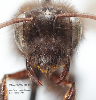 Andrena oenotherae, female, head, OSAC
