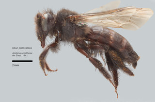 Andrena oenotherae, female, lateral, OSAC