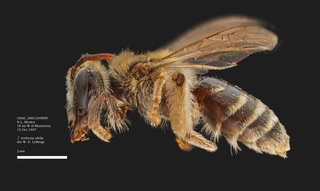 Andrena ofella, female, lateral, OSAC