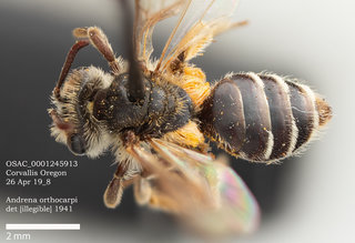 Andrena orthocarpi, female, dorsal, OSAC