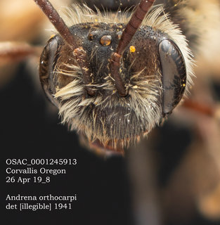 Andrena orthocarpi, female, head, OSAC