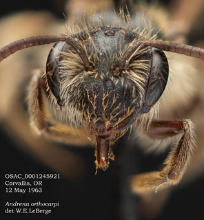 Andrena orthocarpi, female, head, OSAC