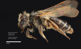 Andrena orthocarpi, female, lateral, OSAC