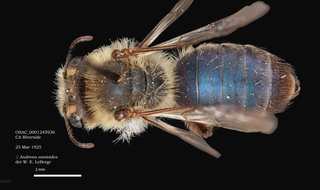 Andrena osmioides, female, dorsal, OSAC