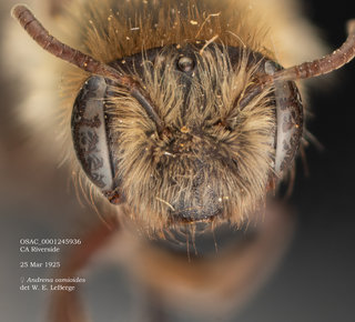 Andrena osmioides, female, head, OSAC