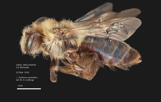 Andrena osmioides, female, lateral, OSAC