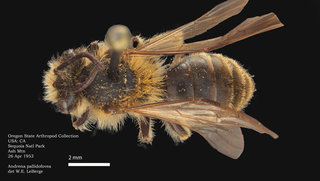 Andrena pallidifovea, female, dorsal, OSAC