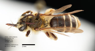 Andrena pallidifovea, female, dorsal, OSAC