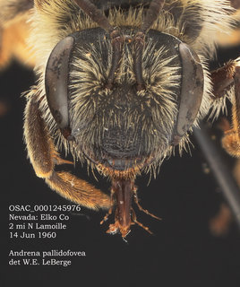 Andrena pallidifovea, female, head, OSAC