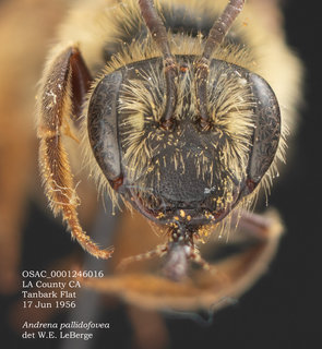 Andrena pallidifovea, female, head, OSAC