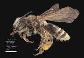 Andrena pallidifovea, female, lateral, OSAC