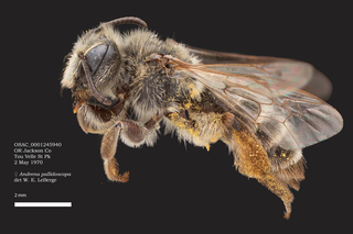 Andrena pallidiscopa, female, lateral, OSAC 0001245940