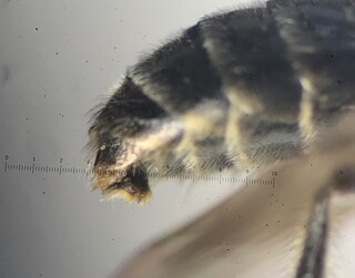 Andrena rehni, male, abdomen, side, joan milam