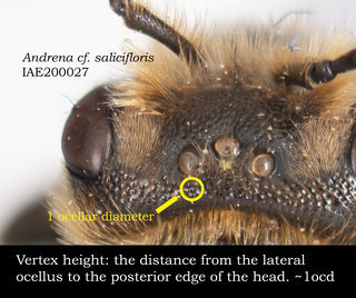 Andrena salicifloris, head, vertexheightocd