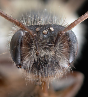 Andrena anisochlora, female, head, OSAC