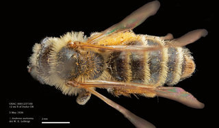 Andrena auricoma, female, dorsal, OSAC