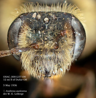 Andrena auricoma, female, head, OSAC