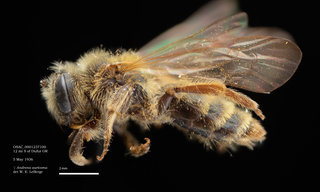 Andrena auricoma, female, lateral, OSAC