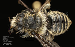 Megachile comata, female, dorsal, BBSL