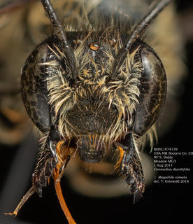 Megachile comata, female, head, BBSL