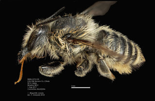 Megachile comata, female, lateral, BBSL