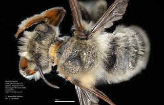 Megachile comata, male, dorsal, BBSL