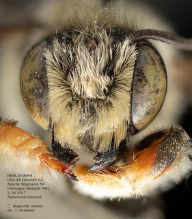 Megachile comata, male, head, BBSL