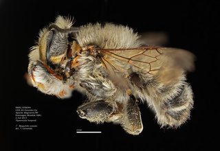 Megachile comata, male, lateral, BBSL