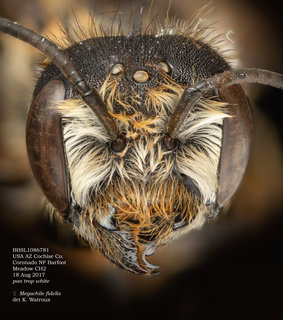 Megachile fidelis, female, head, BBSL