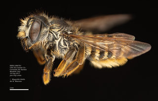 Megachile fidelis, female, lateral, BBSL