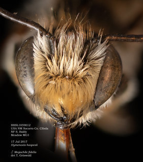 Megachile fidelis, male, head, BBSL