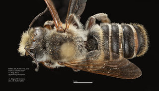 Megachile inimica, male, dorsal, EMEC SI PL