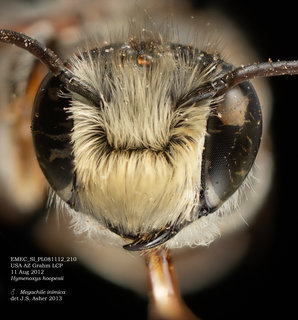 Megachile inimica, male, head, EMEC SI PL