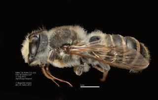 Megachile inimica, male, lateral, EMEC SI PL