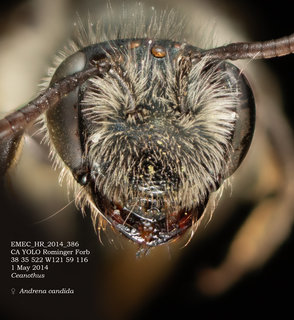 Andrena candida, female, head, EMEC HR