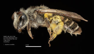 Andrena candida, female, lateral, EMEC HR
