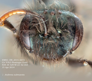 Andrena submoesta, female, head, EMEC HR