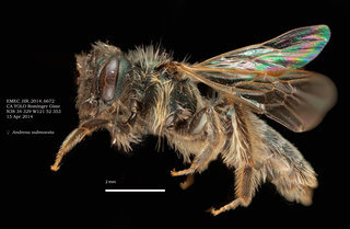 Andrena submoesta, female, lateral, EMEC HR