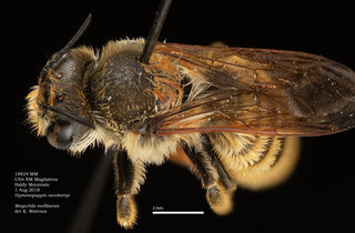 Megachile mellitarsis, female, dorsal, MM